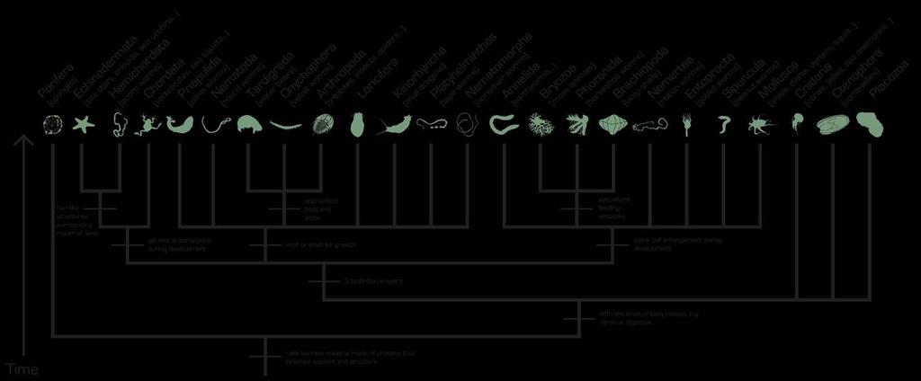 Invertebrate tree graphic, third