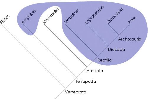 of each individual species. Topologically, a phylogenetic tree is composed of two groups of sub-structures, nodes and branches.