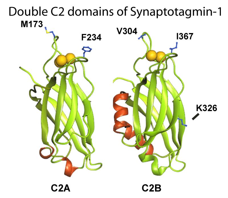 binding affinity of synaptotagmin I