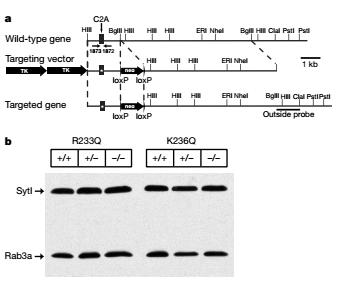 R233Q decreases the overall Ca 2+ affinity of the