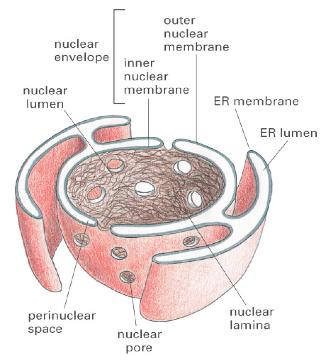 Mechanism 1: proteins enter the nucleus via nuclear pores The nuclear envelope is a double