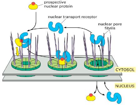 NPCs actively transport proteins bound for the nucleus 1. Proteins bind to nuclear transport receptors 2.