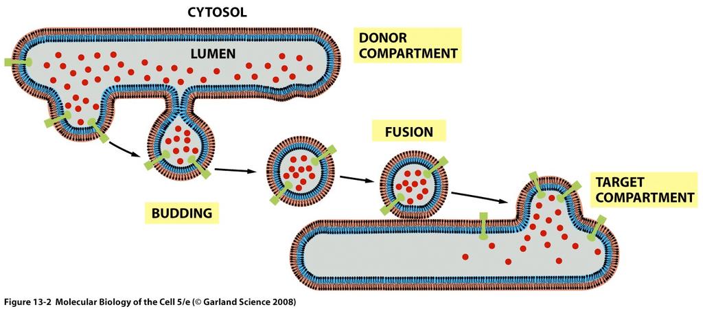 Transport vesicles Continually bud off from and fuse to other membrane compartments producing a constant flux of material Carry soluble