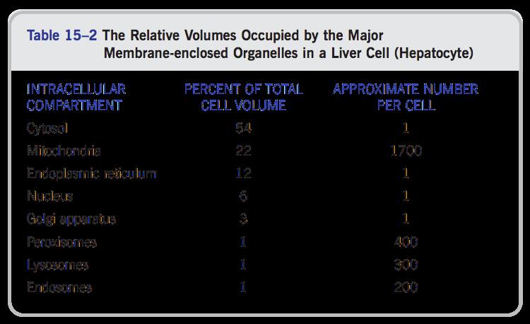 Relative cellular volumes of