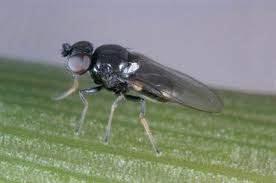 The adult fly lays its eggs on the shoots of young grasses and