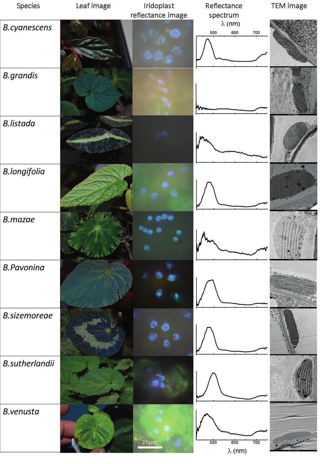 Supplementary Figure. S2 Extended table of Begonia species showing reflected light microscopy and spectra and TEM images of iridoplasts. Note B. grandis iridoplasts did not show a reflectance peak.