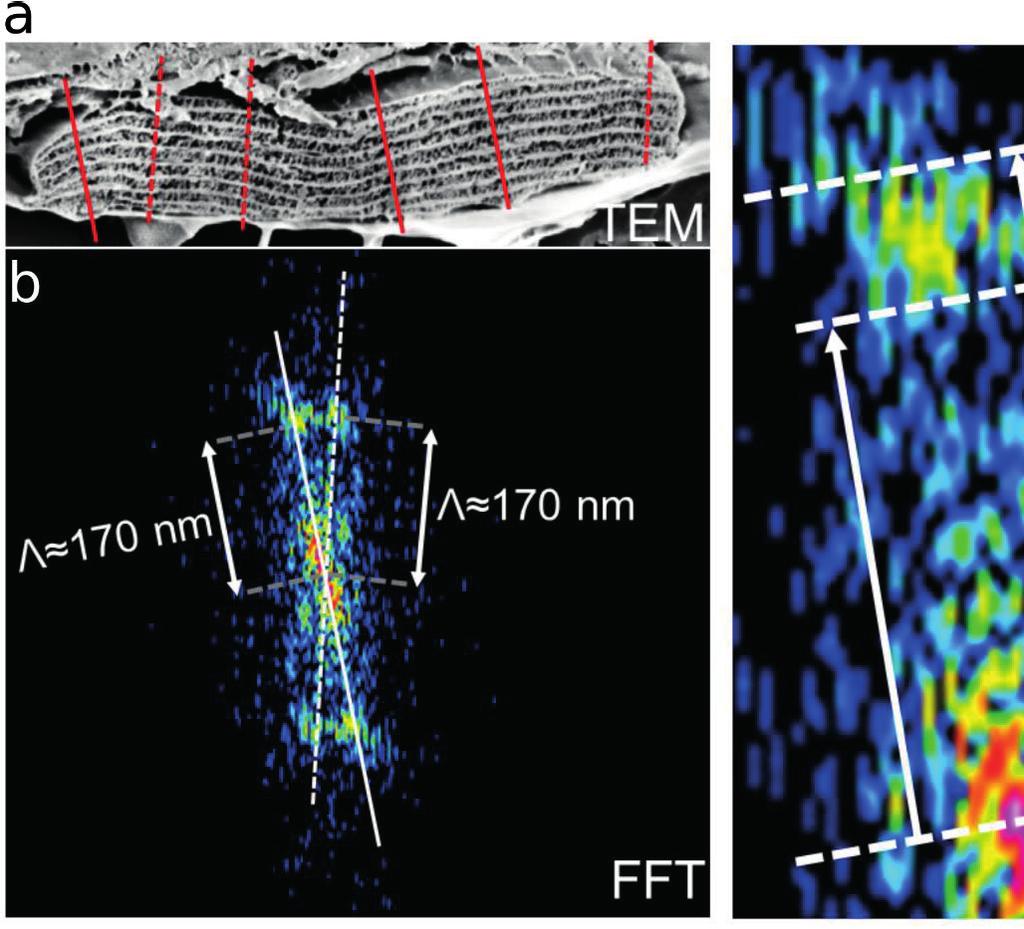 SUPPLEMENTARY INFORMATION Supplementary Figure. S5 Experimental determination through Fast Fourier Transform (FFT) image of the period of the multilayer stack (Λ) in iridoplast.