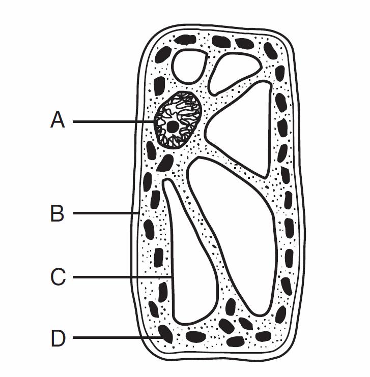 22. The mitochondria is to the cell as A) the motor is to a car B) the windshield is to a car C) the door is to a car D) the seatbelt is to a car 23.