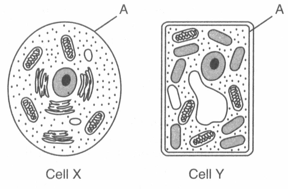 38. Which diagram represents the relative sizes of the structures listed below? A) B) C) D) 39. The diagram below represents two cells, X and Y. 40.