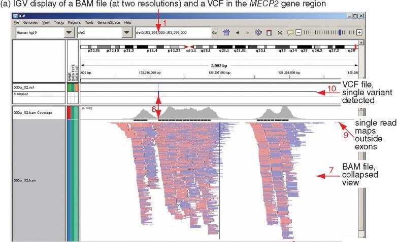 Viewing genome coordinate files with IGV Integrated Genome Browser