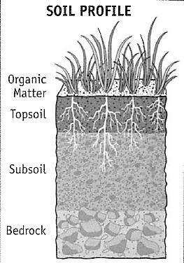 Soil Quality The type of soil found in an area greatly affects the types of plant life that can grow there. The sands of the Sahara or Arabian Desert, for example, will not support many forms of life.