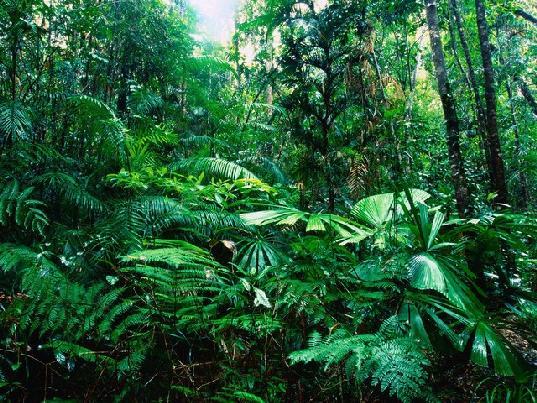 Tropical Rain Forests Tropical rainforests develop in tropical areas near the equator where there is