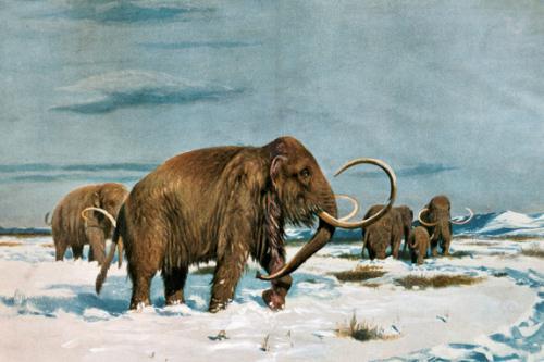 Tar An organism, such as a mammoth, is trapped in a tar pit and dies.