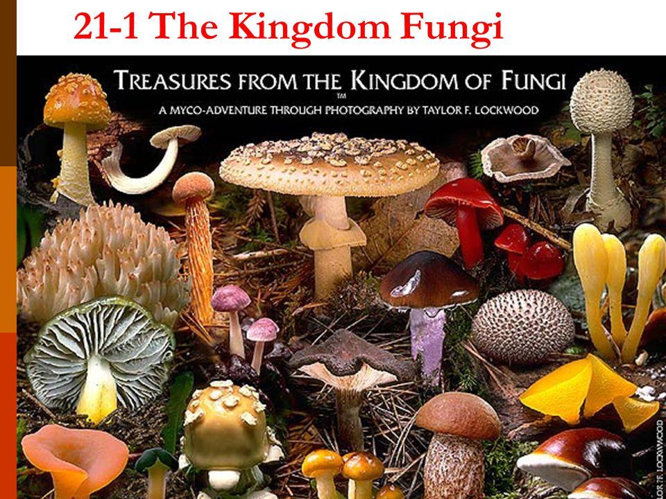 Fungus, plural fungi, any of about 99,000 known species of organisms of the kingdom, which includes the yeasts, rusts, smuts, mildews, molds, and mushrooms.