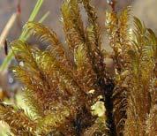 Adaptation to Land Algae must stay in water to