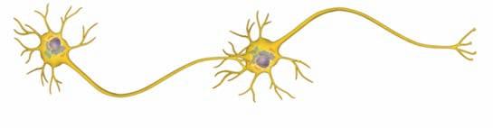 sensory input, integration, and motor output to effector cells.? How would severing an axon affect the flow of information in a neuron? CONCEPT 48.