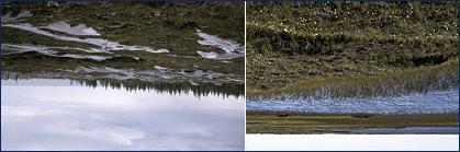 Grasslands Polar grasslands/arctic tundra ("marshy plain") Low precipitation, mostly snow Grasses, mosses, lichen, dwarf shrubs --> spongy mat Growth in "summer" 6-8 weeks (fragile biome) Permafrost: