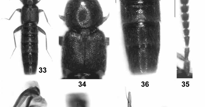 view; (38) ventral process of aedeagus in ventral view; (39) paramere; (40) spermatheca. Scale bars: 33: 1.