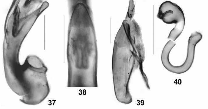 Abdomen slightly narrower than elytra, widest at base (segments III/IV), gradually tapering caudad; anterior