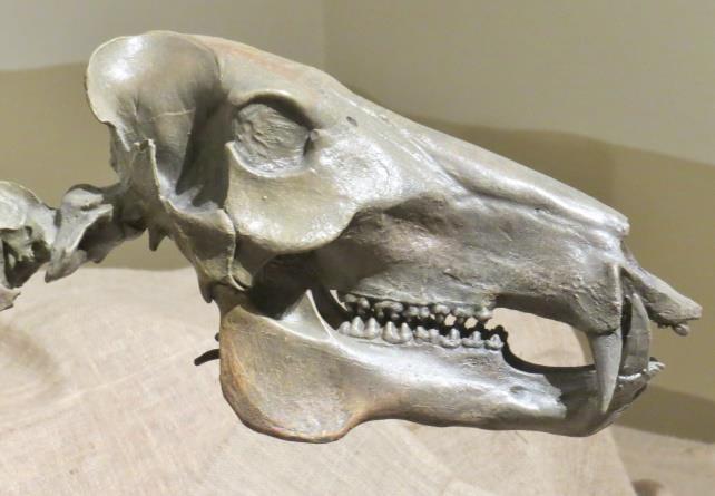 The first exhibit I encountered featured the flat-headed peccary (Platygonus compressus) and its predator, the dire wolf (Canis dirus).