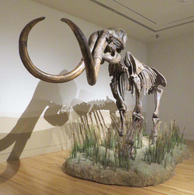 County, Indiana. The mammoth replica was selected for display because of the incompleteness of the Indiana specimens.