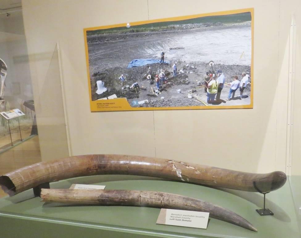 Near the mastadon and mammoth skeletons were some additional exhibits intended to illustrate the differences between the two