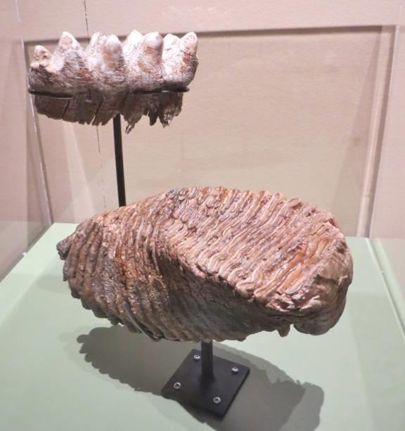 One case showed the differences between mastadon and mammoth teeth, while the other showed the differences in size between