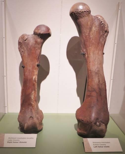 Displays showing the differences between distinctive mastadon (top left) and mammoth teeth (lower right) and between the