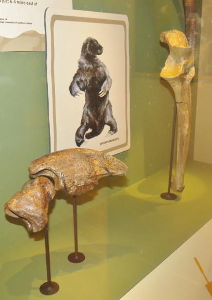 Additional display cases held speciments of other Ice Age mammals, such as the giant ground sloth (Nothrotheriops spp.) and short-faced bear (Arctodus simus).