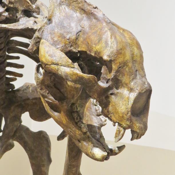 adapted for running down its prey, such as bison, over long distances. Mounted specimens showed the claw and femur of a giant ground sloth and the skeleton of a shortfaced bear.