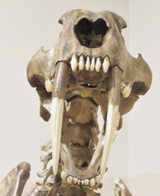 As the scientific name implies this was a formidable predator that likely killed through a downward slashing motion of its long canine teeth.
