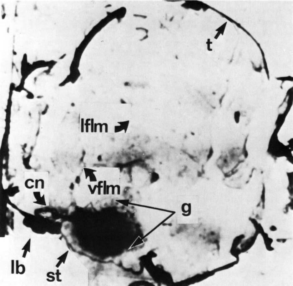 144 Andro L. Steiner Fig. 11 Microautoradiographic localisation of the radioactivity labelled venom of Mellinus arvensis in a cross section of the mesothorax of Musca domestica.