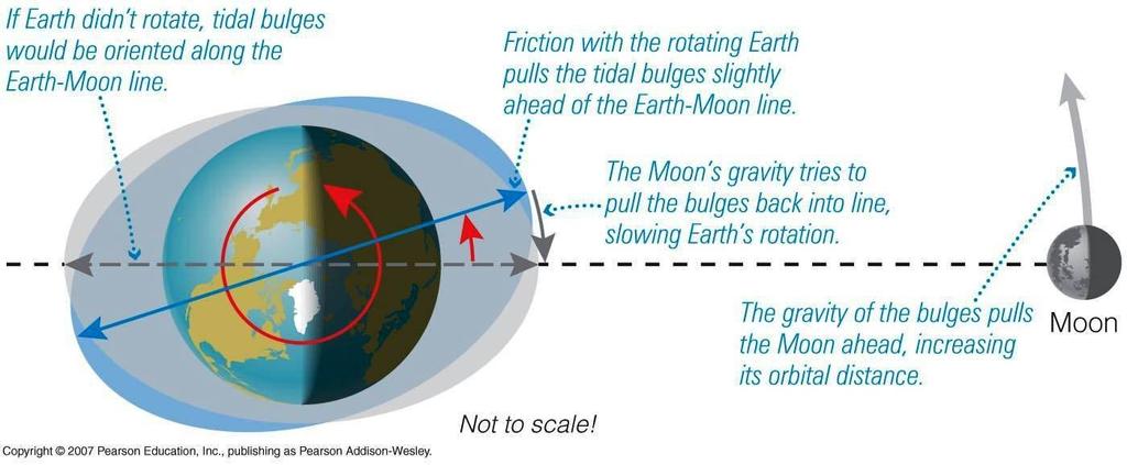Tidal Friction Due to friction, the Earth drags its tidal bulge ahead of the Moon (relative to the Moon!