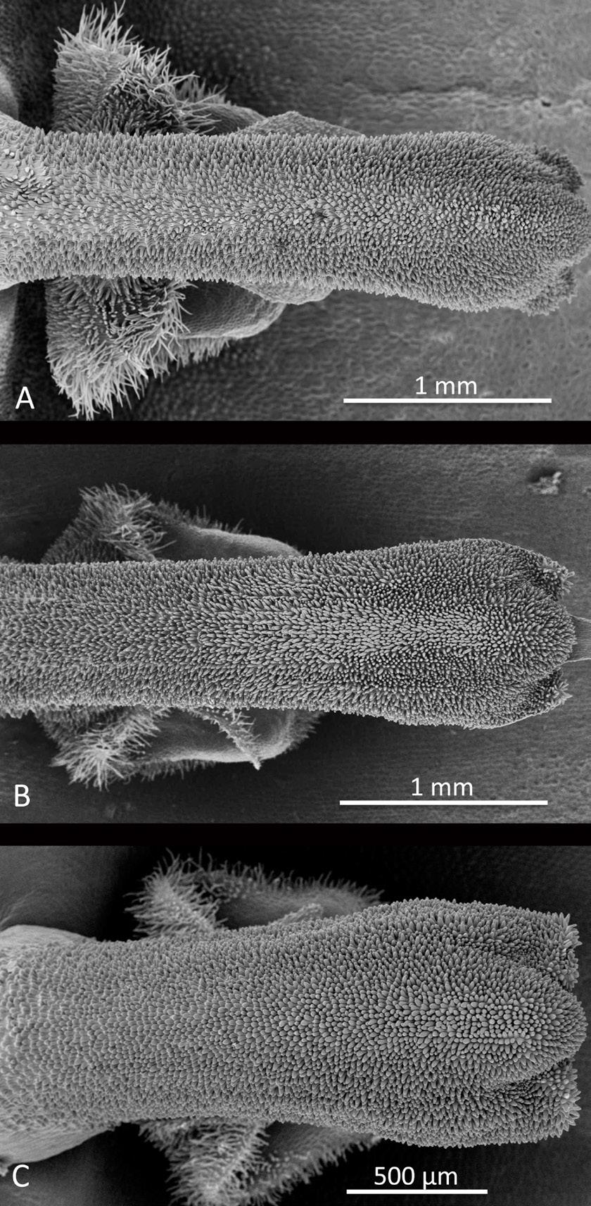174 LANKESTERIANA P. nelsonii and P. microchila, that is not possessed by P. crocodiliceps, these three species can no longer be considered heterotypic synonyms of P. crocodiliceps. The three species, P.
