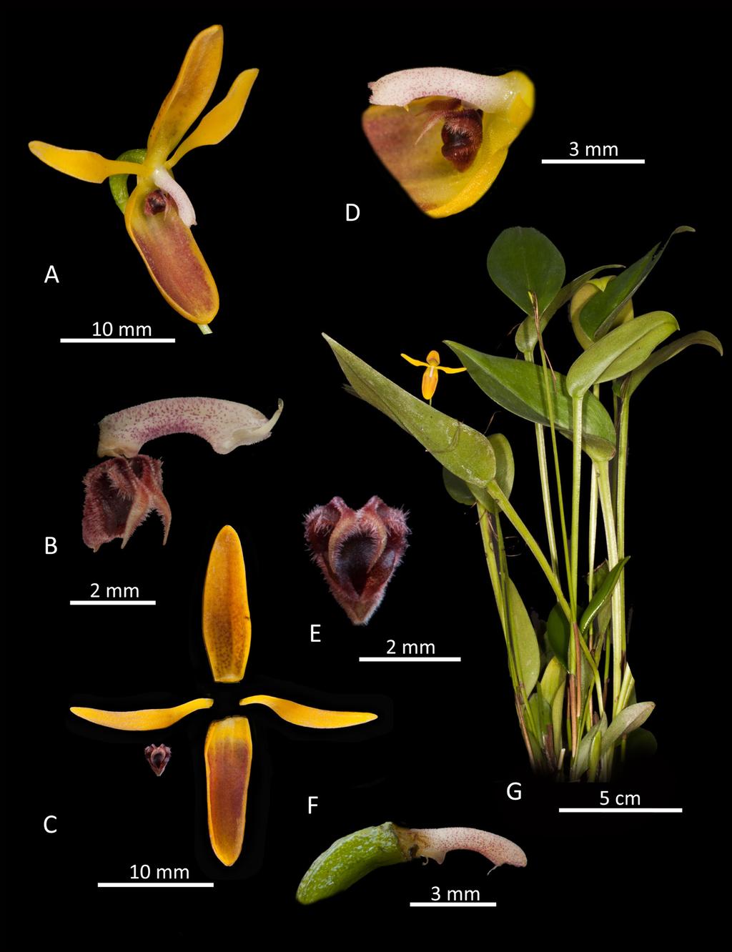 Wilson et al. Four new species of Pleurothallis 175 Figure 12. Lankester composite digital plate of Pleurothallis wielii: A. whole flower (3/4 view); B. column and lip (side view); C.