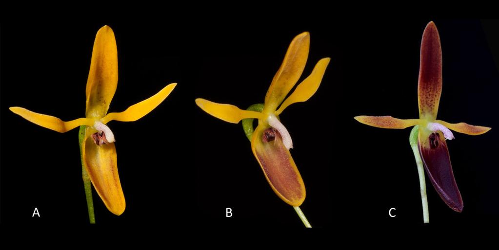 Wilson et al. Four new species of Pleurothallis 177 Figure 14. Color forms of Pleurothallis wielii: A. mustard yellow with light chestnut spotting (M.Wilson & J.Portilla PL0713); B.