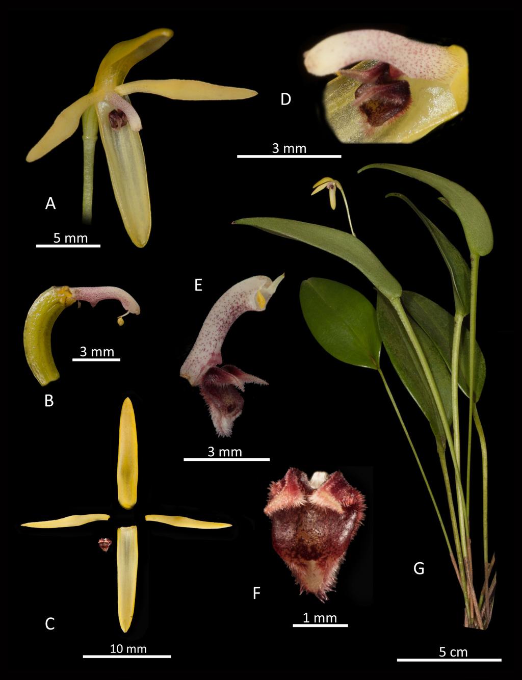 178 LANKESTERIANA Figure 15. Lankester composite digital plate of Pleurothallis andreae: A. whole flower (3/4 view); B. column and ovary; C. floral dissection; D.