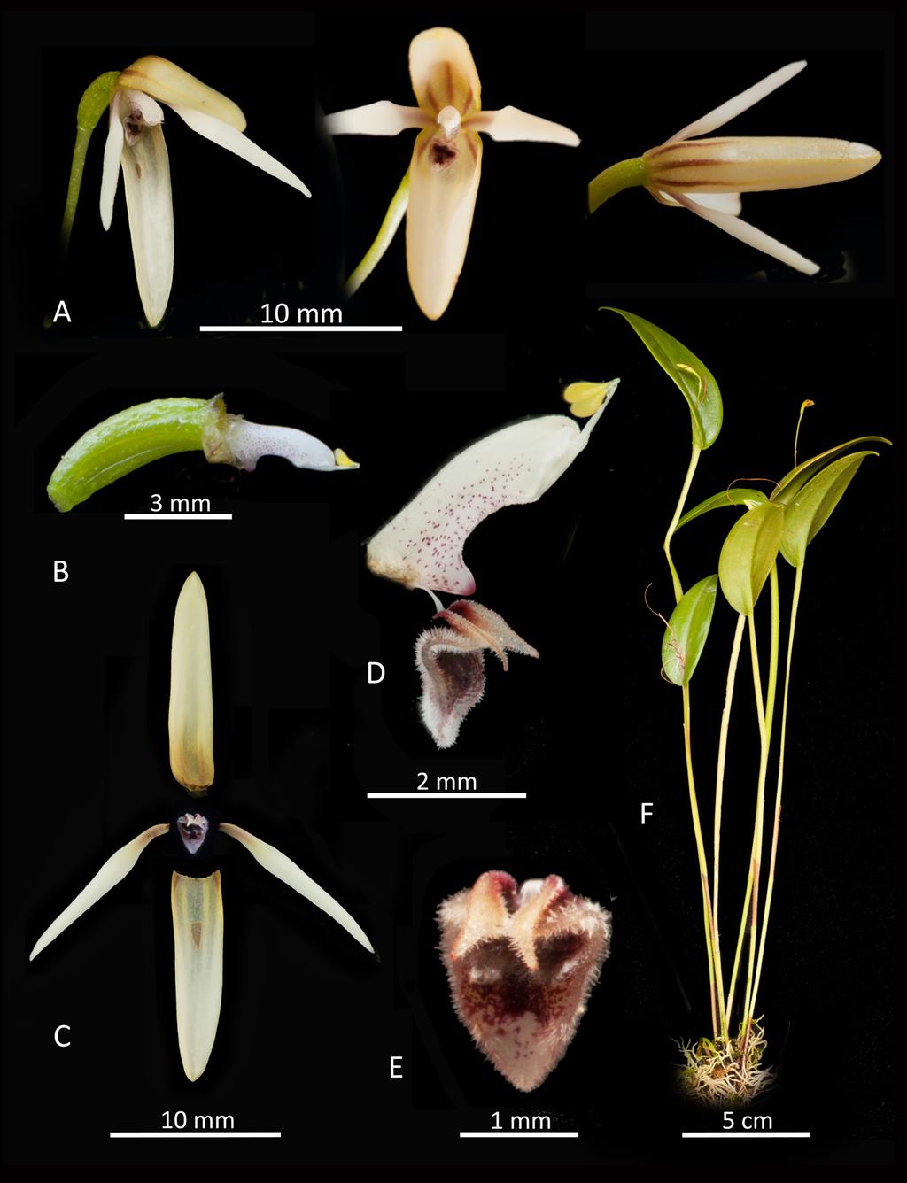 Wilson et al. Four new species of Pleurothallis 181 Figure 17. Lankester composite digital plate of Pleurothallis manningiana: A. whole flower (3/4, front and top views); B.