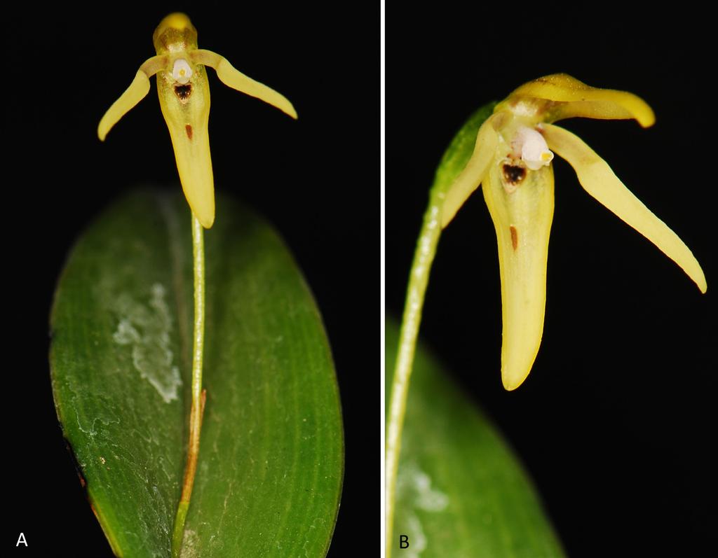 184 LANKESTERIANA Figure 20. Color variant of Pleurothallis manningiana in situ on Guamote-Macas road, Morona Santiago, Ecuador: A. Flower (front view); and B. flower (3/4 view). Photos by Tobar. P. nelsonii Ames (holotype: AMES!