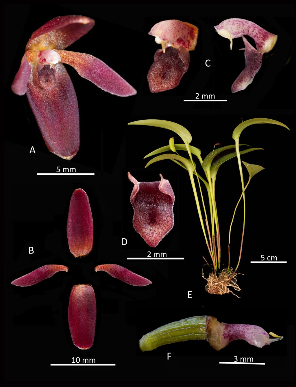 Wilson et al. Four new species of Pleurothallis 185 Figure 21. Lankester composite digital plate of Pleurothallis kelsoi: A. whole flower (3/4 view); B.