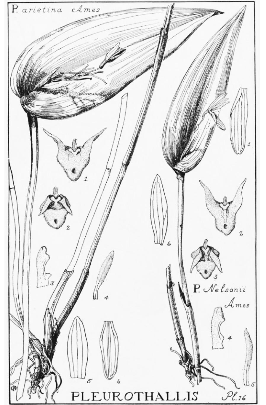 168 LANKESTERIANA Figure 3. Drawings of Pleurothallis arietina and Pleurothallis nelsonii (Ames 1923). crocodiliceps, as represented by Garay s tracing of the type (Fig.
