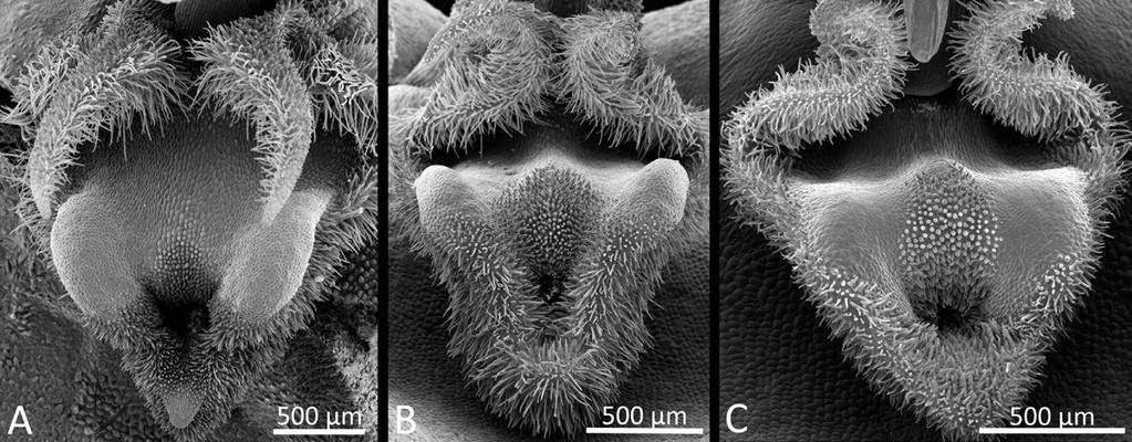 Wilson et al. Four new species of Pleurothallis 173 Figure 8. Comparison of lips scanning electron micrographs: A. Pleurothallis wielii (from holotype M.Wilson & J.Portilla PL0713); B. P. andreae (from paratype M.