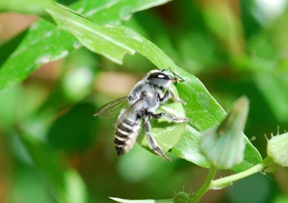 More good pollinators Leafcutter bees Known as orchard bees.