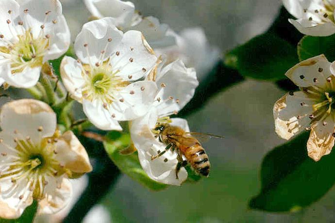 Benefits of honey bees used for pollination Number one pollinator in the world 12 or more trips from the hive per day 8 foraging trips = almost 700 flowers per bee LOTS of bees in