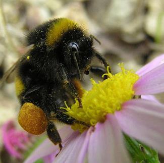 Different types of pollinators Bumble bees useful for greenhouses and tomatoes (buzz