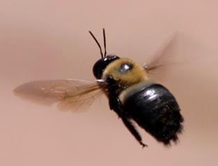 abdomen, pollen baskets on side of legs Carpenter bees useful for local pollination