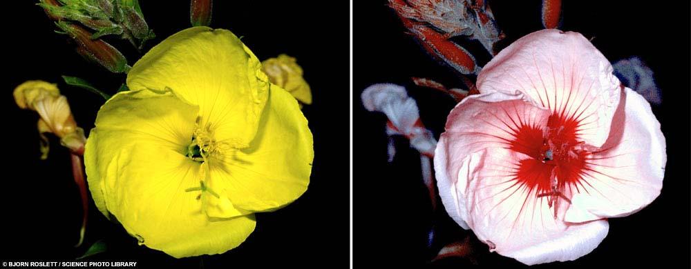 Evening primrose (Oenothera biennis): To the human eye the flower