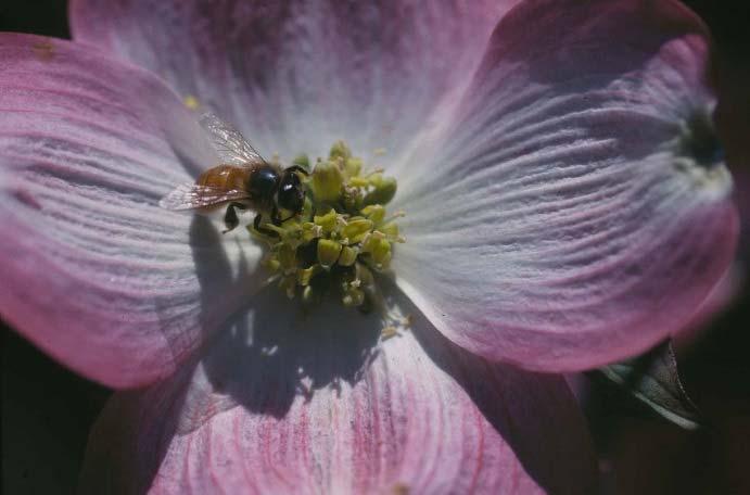 Honey Bees, Pollination and Dogwoods? You ve Got To Bee Kidding John A.