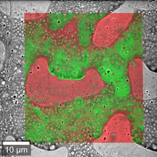 Fig 2: () PMMA (red) nd PS (green) show chrcteristic, distinguishle Rmn spectr. () Bsed on the spectr Rmn imge of PMMA-PS emulsion ws tken nd overlid with SEM picture.