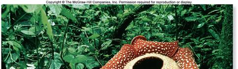 dependent on the host plant for their water and nutrients t Rafflesia arnoldii, which lives most of its life within the body of